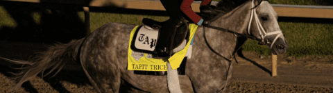 Belmont Stakes 2023: Tapit Trice Horse Racing Profile