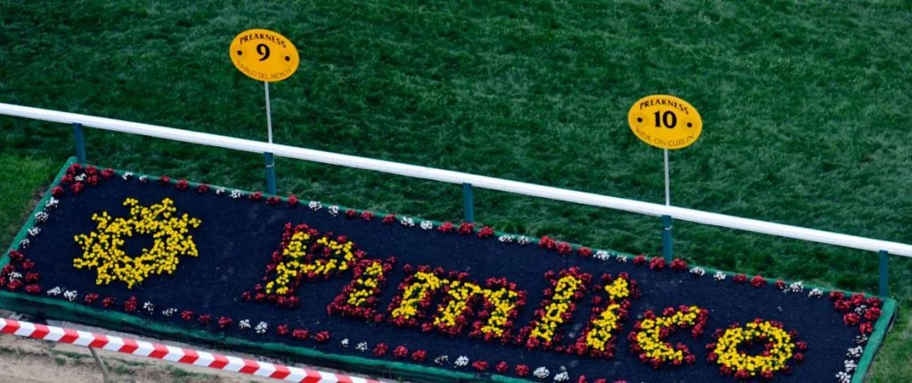 Black-eyed susan bets