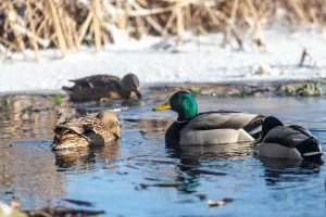 Stake.us Adds Duck Hunters 2 Slot: 40,000x Wins, Symbol Upgrades & Side Plays